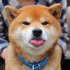 SwetyPuppy's avatar