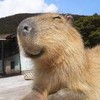 SwimmingCapybara's avatar