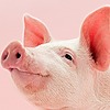 SwinePig's avatar