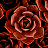 SwirlingBlossom's avatar