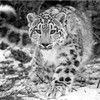 SwordLeopard's avatar