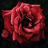 t7photos's avatar