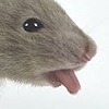 TandoriBraetus's avatar