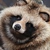 Tanukielise's avatar