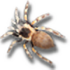 tarantulaplz's avatar