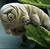 tardigre's avatar