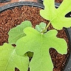 Tarp494949's avatar