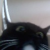 TawnyFall's avatar