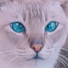 TaynaChimeko's avatar