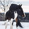 TeenyBee's avatar