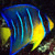 tenshifish's avatar