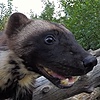 terrarbite's avatar