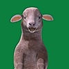 tghhghzghhggz's avatar
