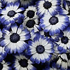 ThaArtofLaughinAnnie's avatar
