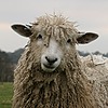 That1KiwiSheep's avatar