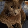 ThatTigerRose's avatar