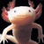 the-axolotl's avatar
