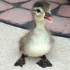 The-Baby-Duck's avatar