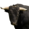 the-black-bull's avatar