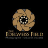 The-Edelweiss-Field's avatar