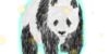 The-Forgotten-Panda's avatar