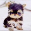 the-kawaii-pup's avatar
