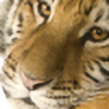 The-Siberian-Tiger's avatar