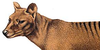 The-Thylacine's avatar
