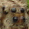 TheAnoraknophobe's avatar