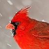 thebirdlover2022's avatar
