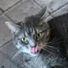 theblubbercat's avatar