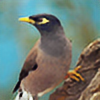 TheCommonMyna's avatar