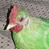 TheCornFlakesRooster's avatar