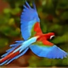 thefreeflyingbird's avatar