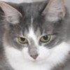 TheFurNose's avatar