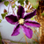 thepurpleflower's avatar