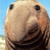 theschwa1313's avatar