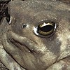 thewebsiteforcedmeto's avatar
