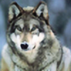 thewolvesrunwild's avatar