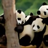 This-panda-tho14's avatar