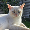 Tianshi133's avatar