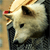 tiger-moth's avatar