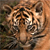 tigerbaby267's avatar