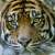 tigerbite's avatar
