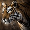 Tigerclaw82's avatar