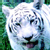 tigeressofthestars's avatar
