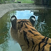 TigerLegend1046's avatar