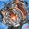 TigeroftheCalmFire's avatar