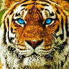 TigerSpell's avatar