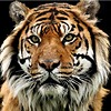Tigertalo's avatar